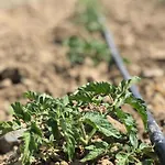 Bed & Breakfast Limon Datca Datça