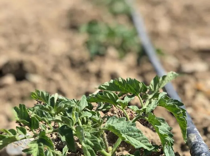 לינה וארוחת בוקר Limon Datca דטקה