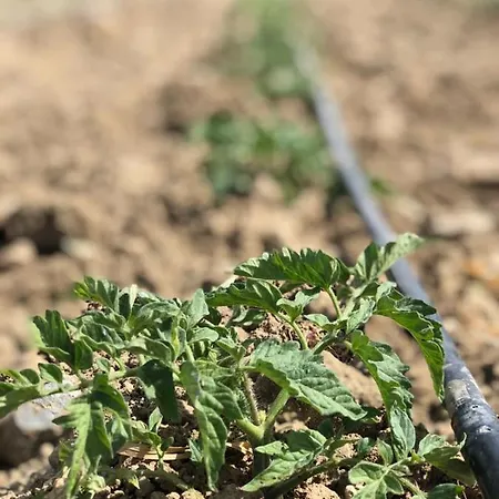לינה וארוחת בוקר Limon Datca דטקה